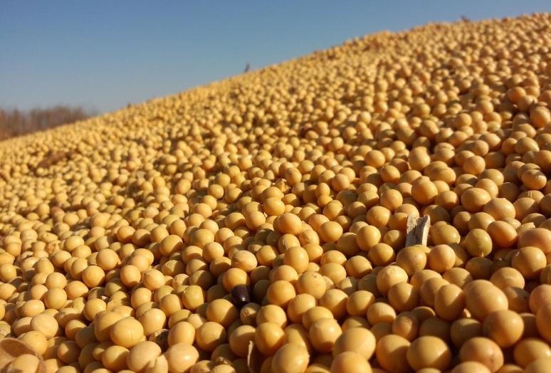 世界四大粮商之一：路易达孚进入中国50年，靠卖大豆每年“躺赚”