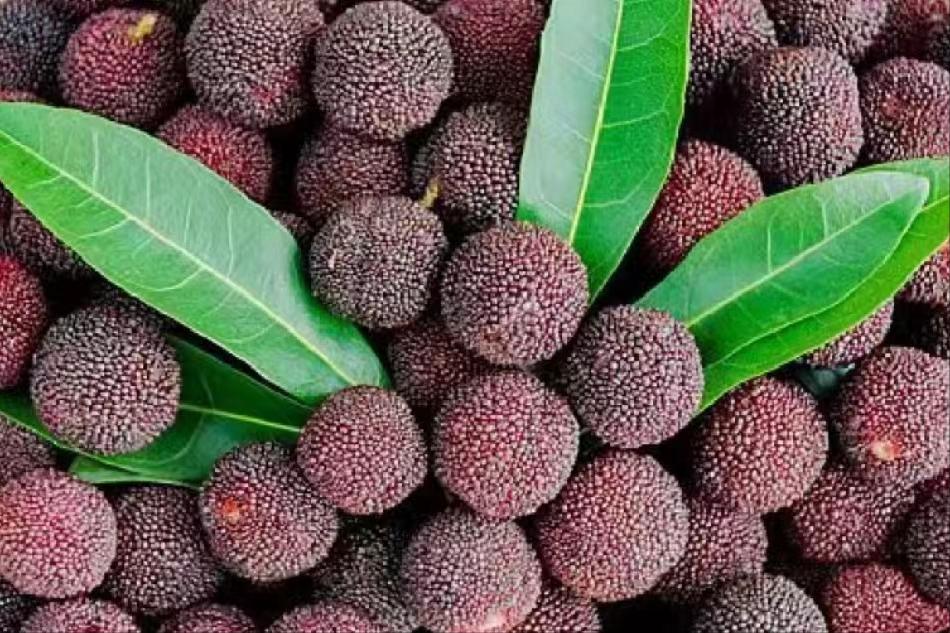 价格暴降天价水果跌落神坛惊呆了,水果价格大跳水