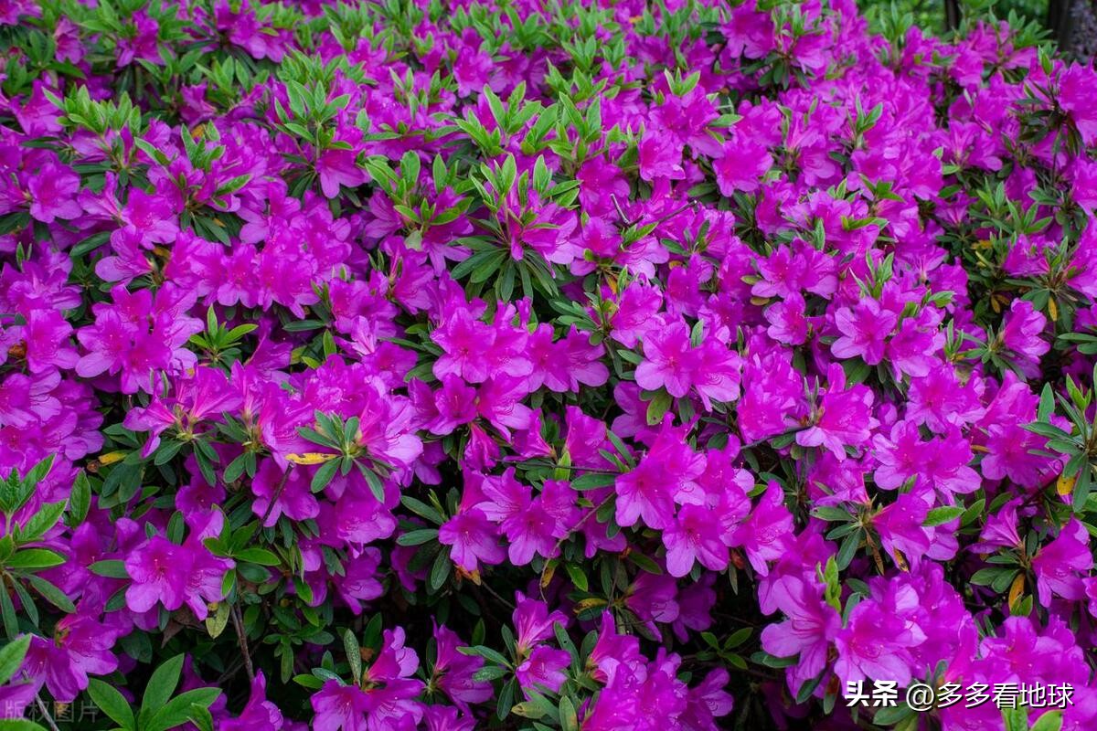 鎺㈣浜氭床鑺遍兘鏄嗘槑鏂楀崡椴滆姳灏忛晣,椴滆姳灏忛晣涔嬫梾