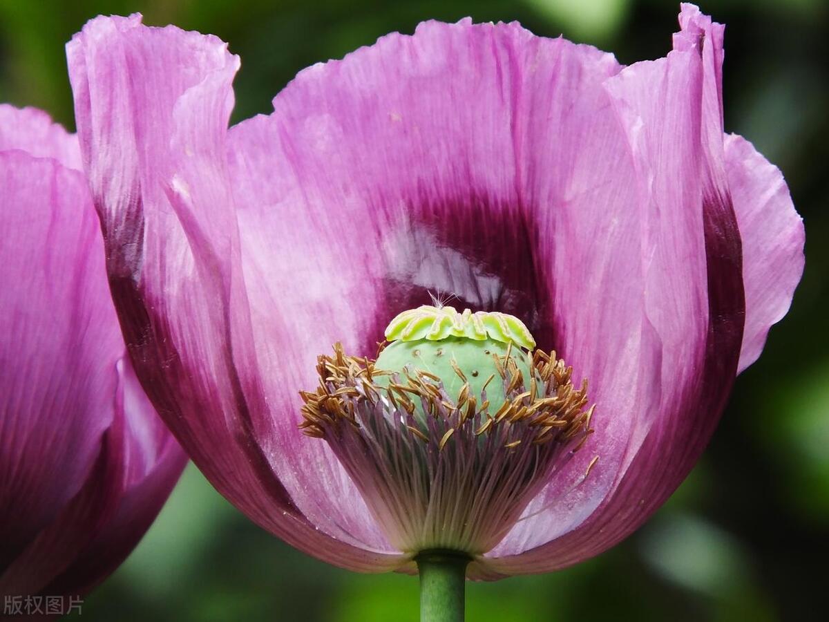 张锡纯用熟地医案,张锡纯宣传中药