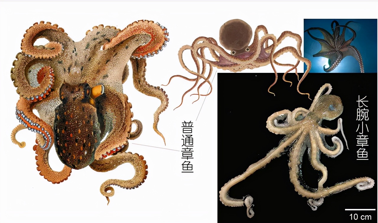 世界上最聪明的人类大脑,人类历史上最聪明的动物