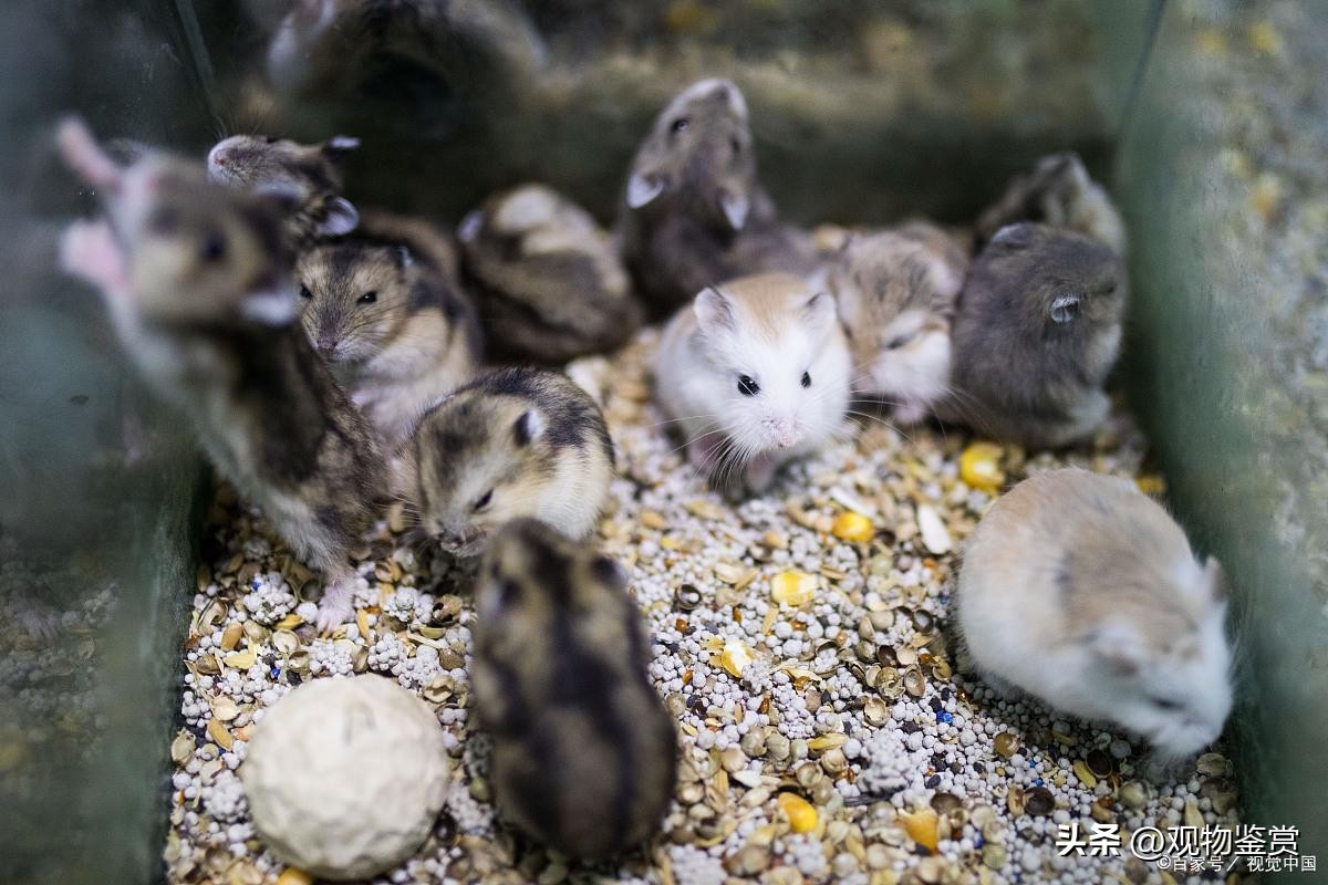 仓鼠打架的时候为什么吐,仓鼠和仓鼠打架大出血会死吗