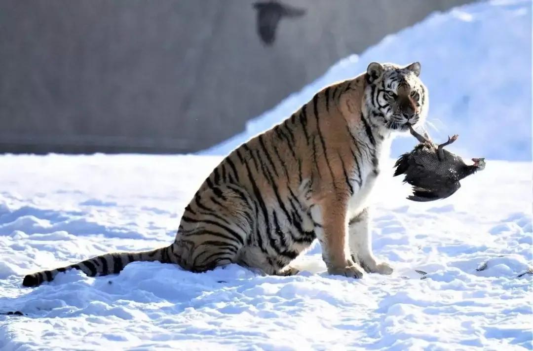 猛虎潜深山长啸自成风出自哪里,猛虎潜深山长啸自生风打一生肖