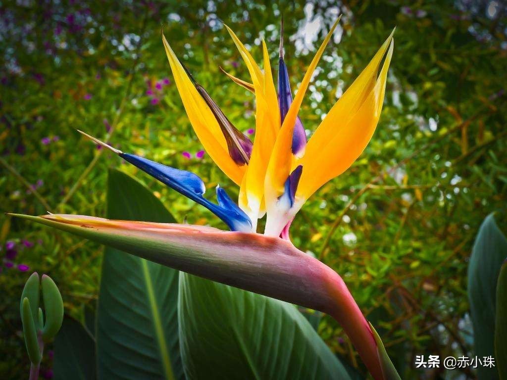 c罗的家乡在葡萄牙哪里,c罗的家乡在葡萄牙什么地方