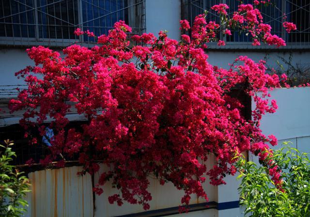 三角梅哪几个品种容易开爆花,攀爬三角梅什么时候开花