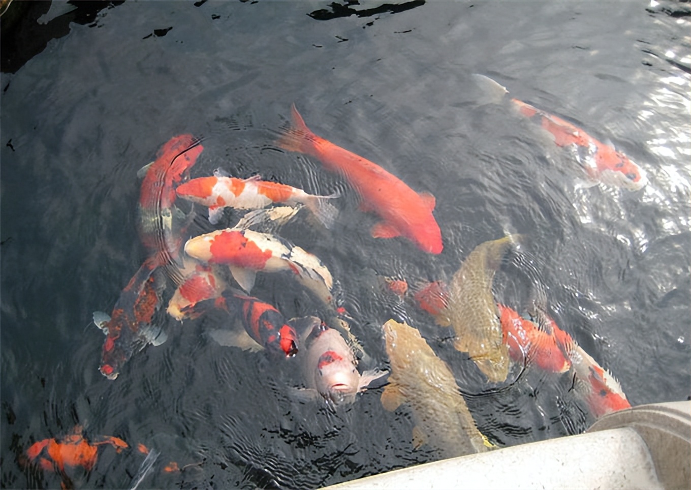 锦鲤鱼正常喂养,锦鲤鱼喂养方法如下