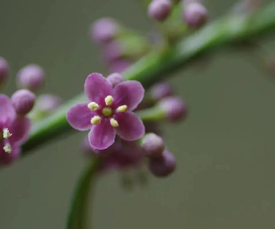 春天十种最美的花名字,花名带冬的有什么花
