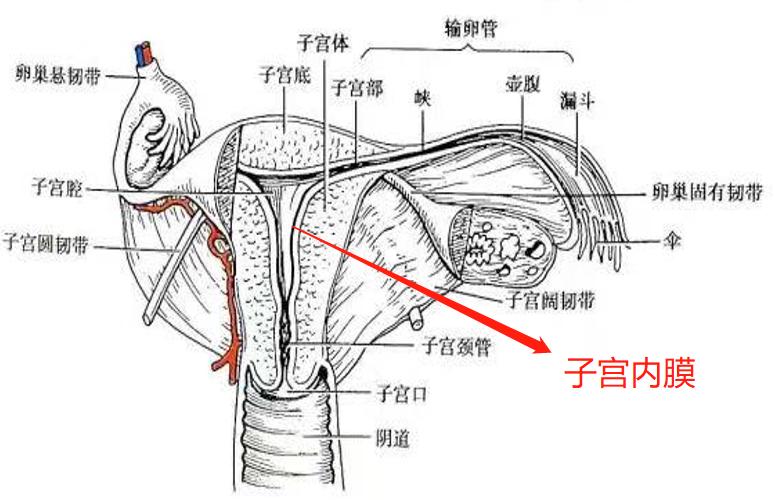 纵隔子宫是否都需要治疗？
