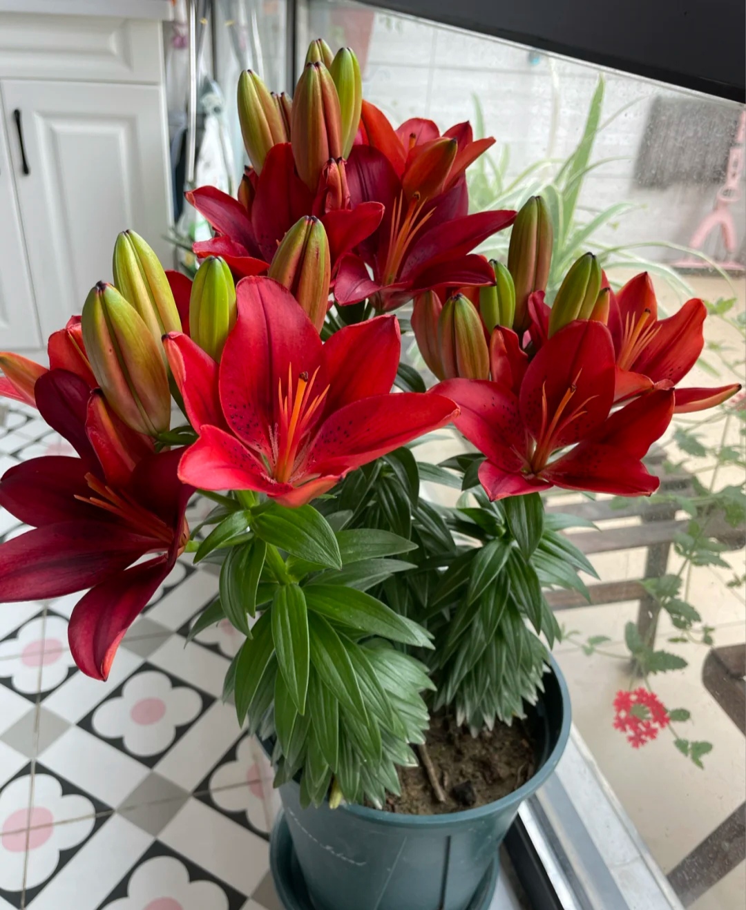 阳台上可以种什么蔬果,阳台上适合种的蔬果