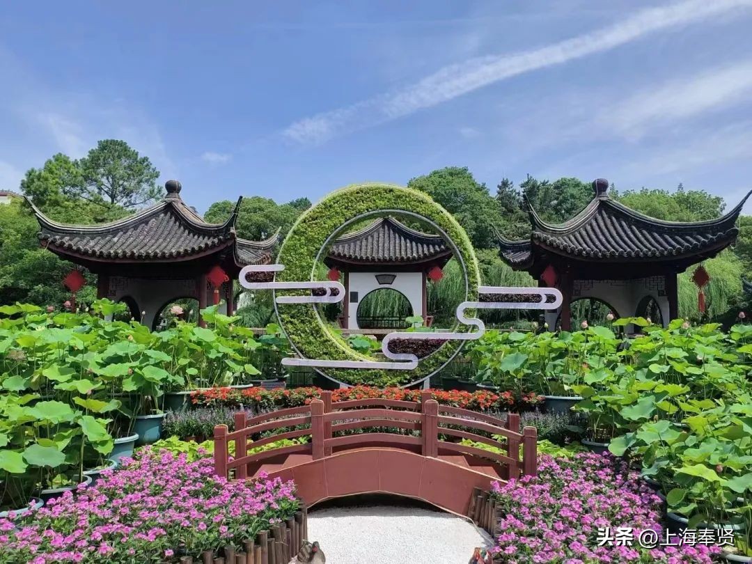 夏日赏荷好去处,奉贤哪里可以赏荷花