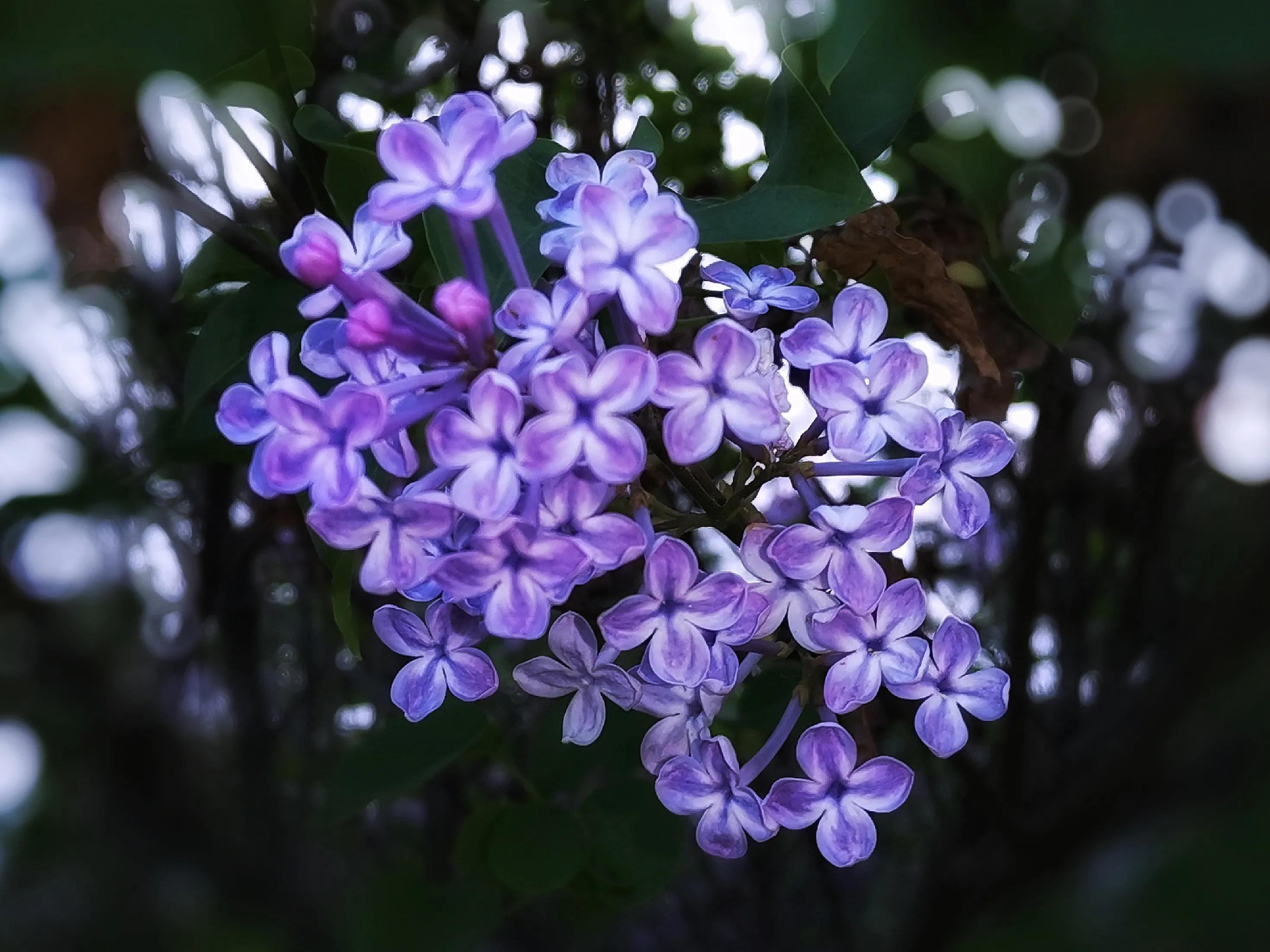 百花酿诗韵芬芳留人间（一）