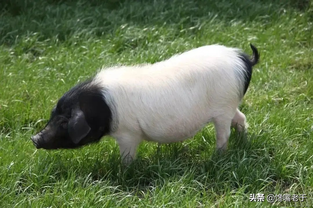 号称全国最好吃的猪肉,中国到底哪里的猪肉最好吃