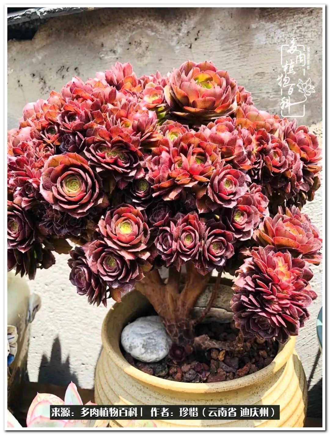 给生命一份淡然还岁月一份从容,给生命留一份洒脱的话