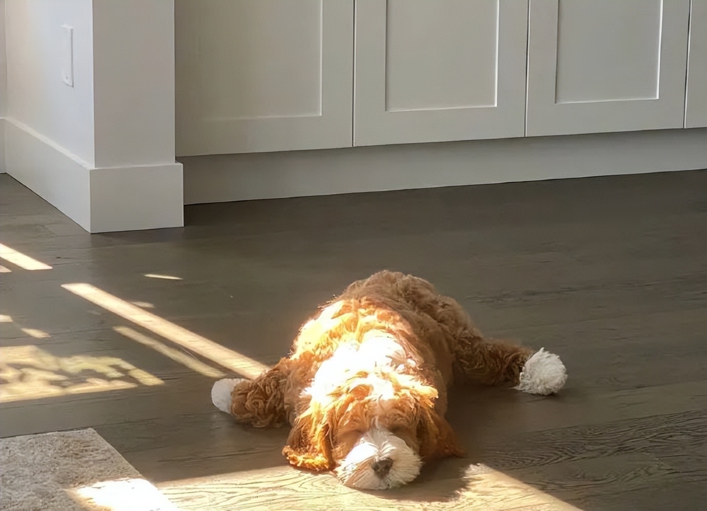 一滩小狗饼！这是摆烂的可爱修勾！