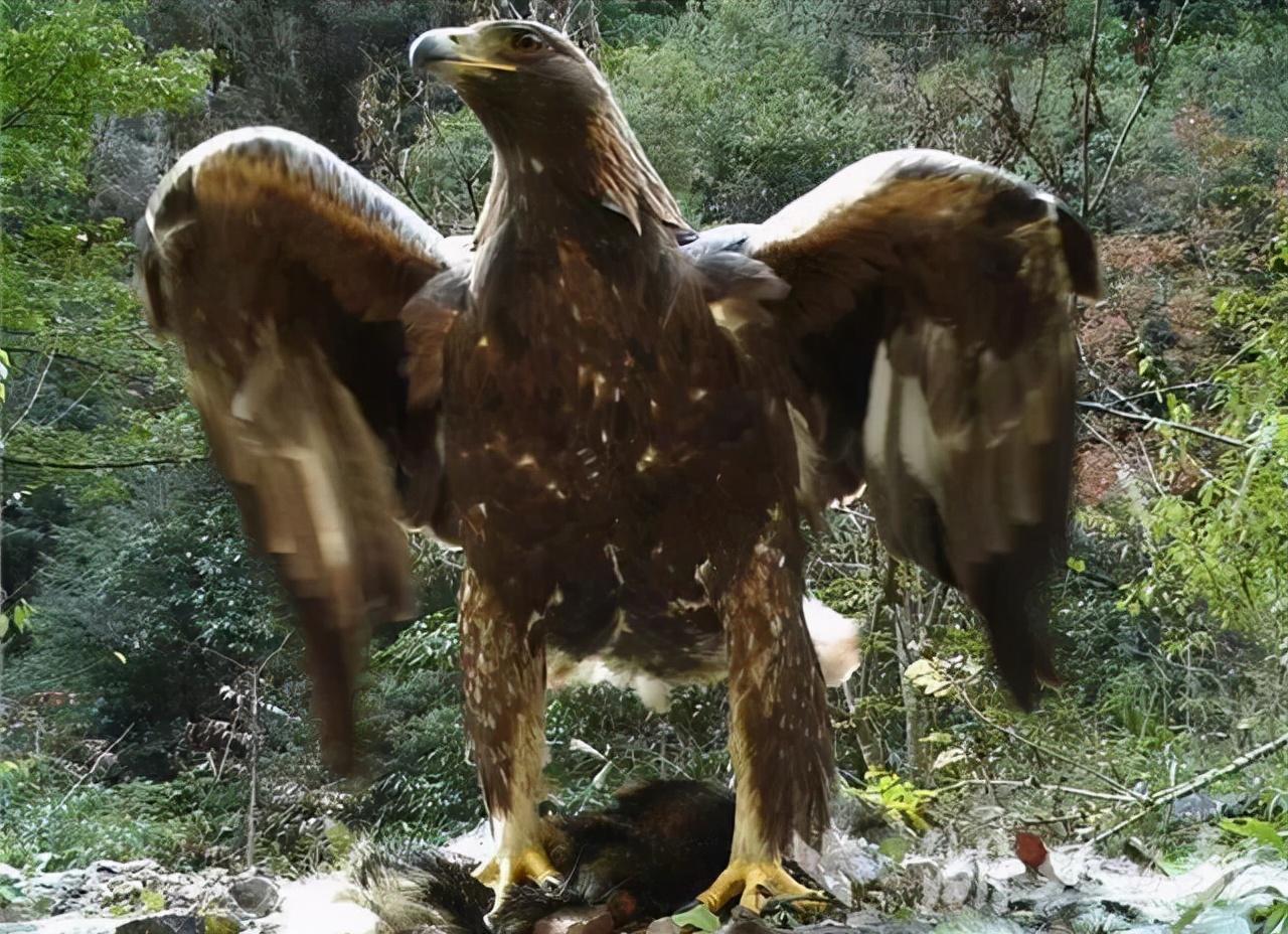 利爪的握力达750磅，110公斤的牛都被杀死，被金雕复仇有多可怕？