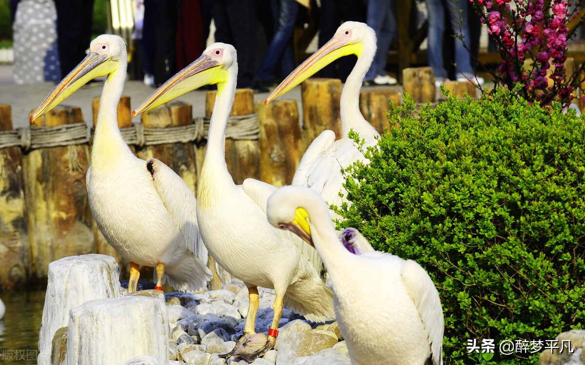 大连老虎滩和老虎滩极地海洋公园,老虎滩极地馆和老虎滩海洋公园