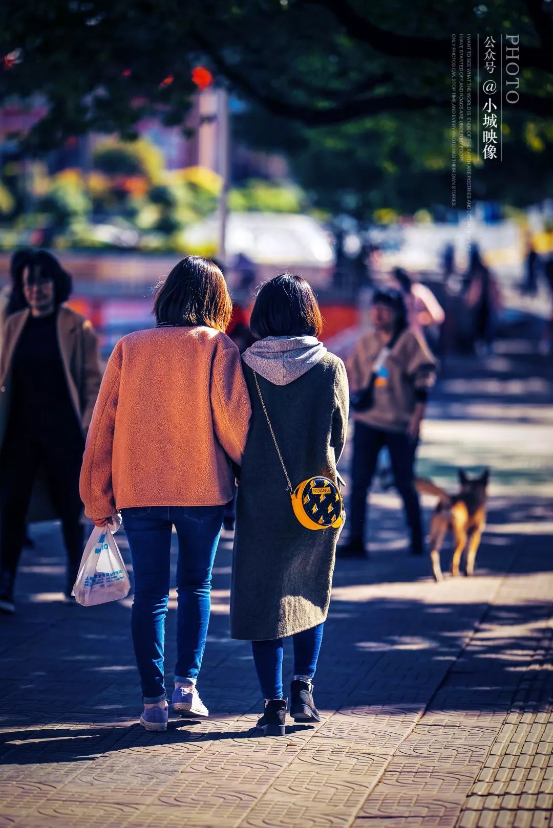 攀枝花是一种什么花,什么是攀枝花铁树