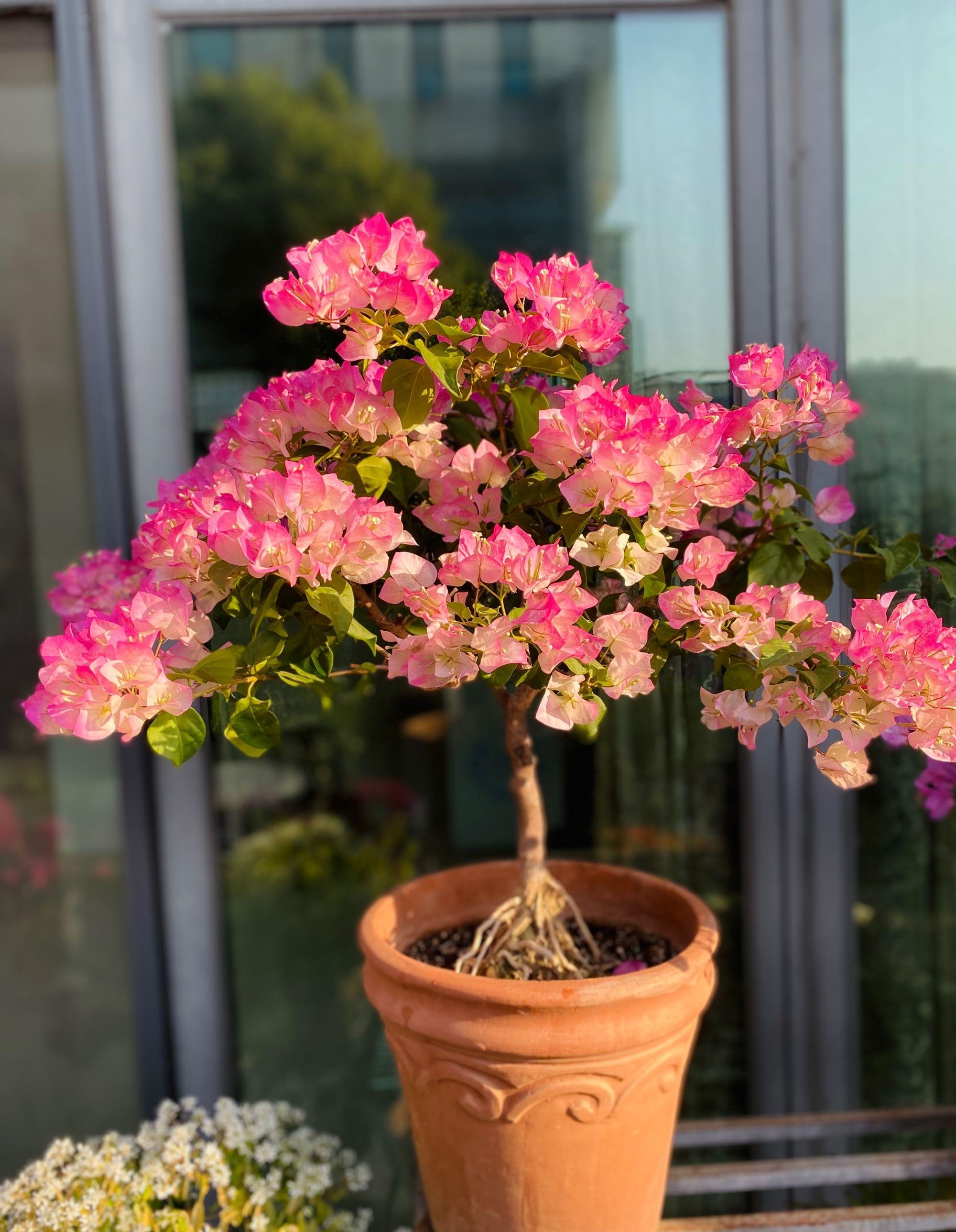 养花浇水你必须知道的浇水技巧,养花只浇水越养越不美