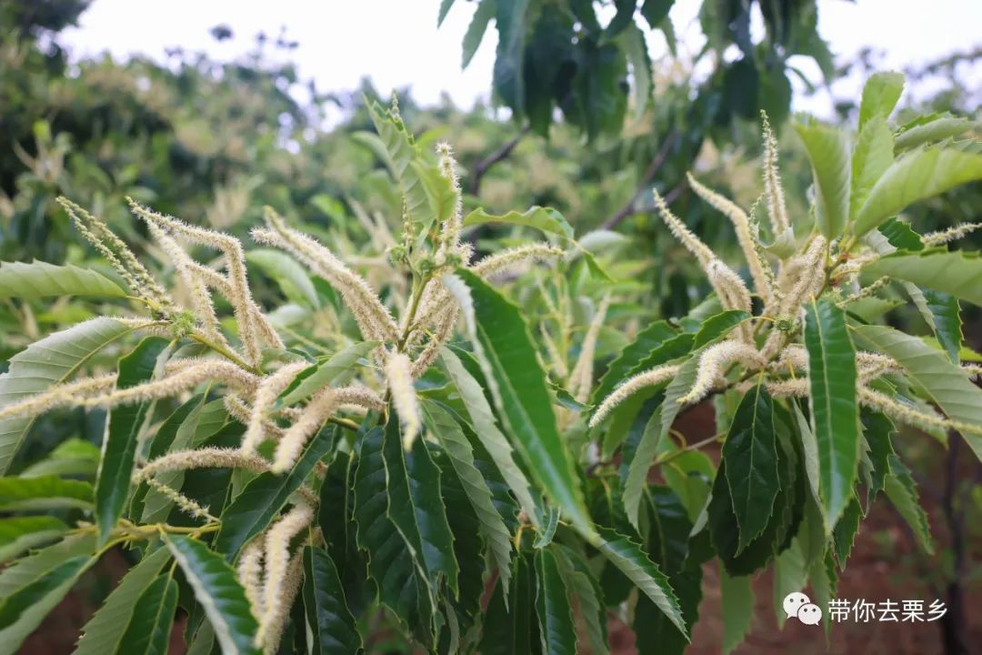 迁西板栗全球认养,迁西县板栗树