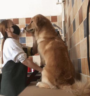 禁养的狗怎么养,39种中华田园犬城市禁养的狗