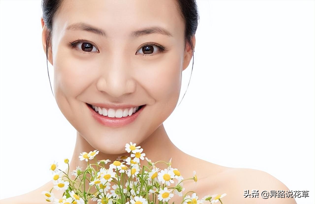 洋甘菊花骨朵,洋甘菊花语逆境生长