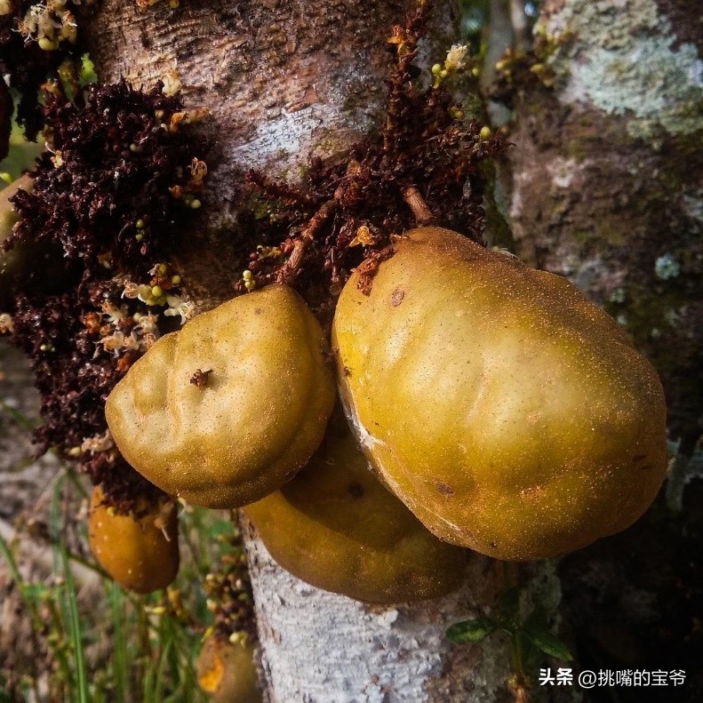 马来西亚特别推荐的水果,华人在马来西亚所占的比例