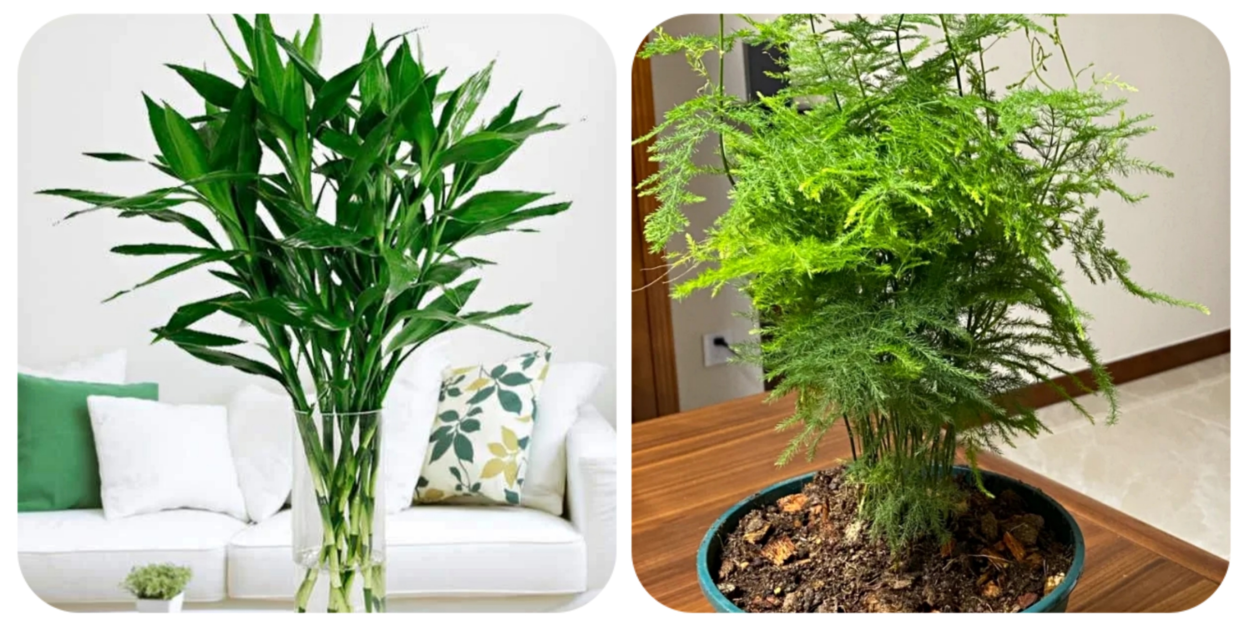 阳台上可以种什么蔬果,阳台上适合种的蔬果