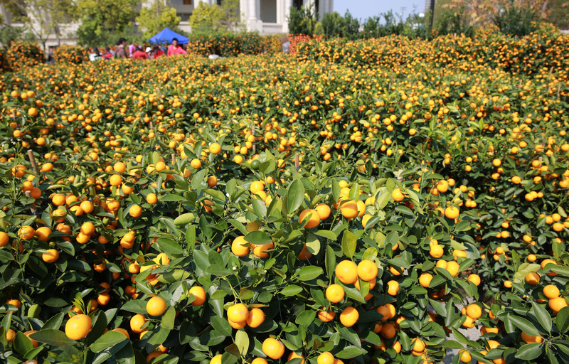 灯笼“修”成雪容融！年花年货别乱扔，手巧就能变出“宝”