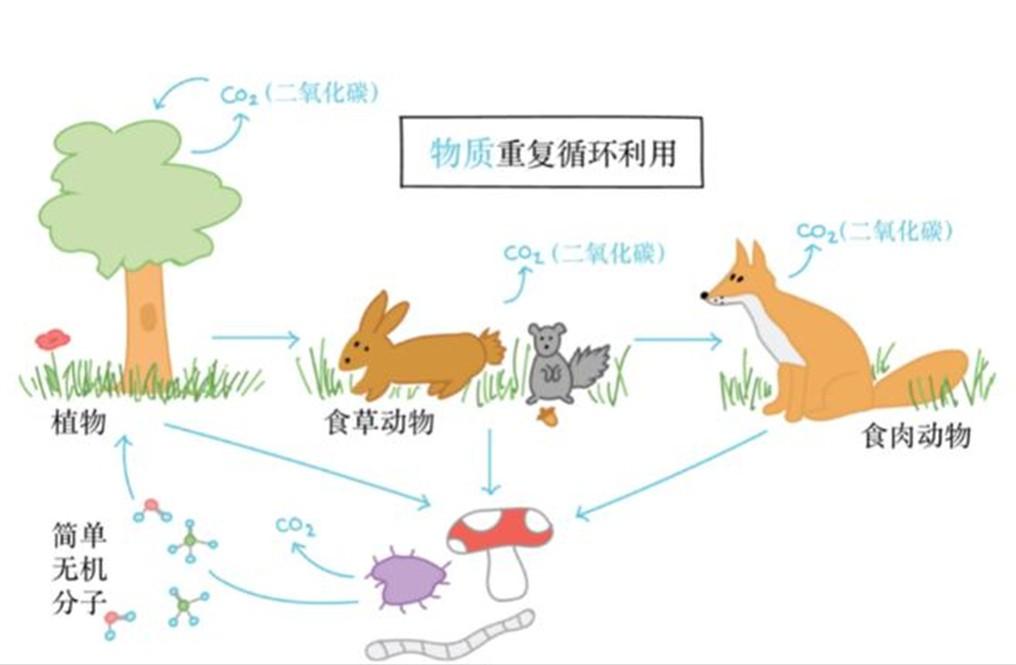 人死火化是浪费资源？动物死了进入生态循环，人类却打破自然规律