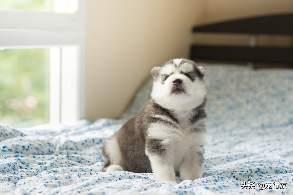 狗狗太懒了要怎么纠正,狗狗太无聊怎么办