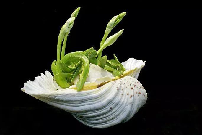 春季养这6种花请别再频繁浇水了,3种花漂亮又好养