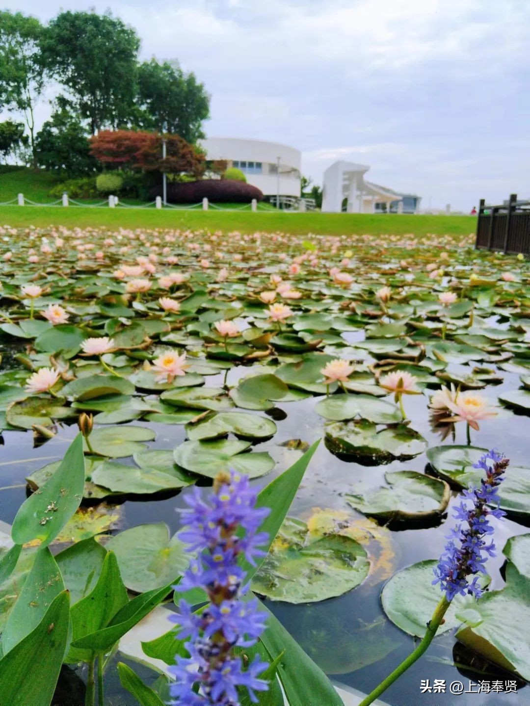 夏日赏荷好去处,奉贤哪里可以赏荷花