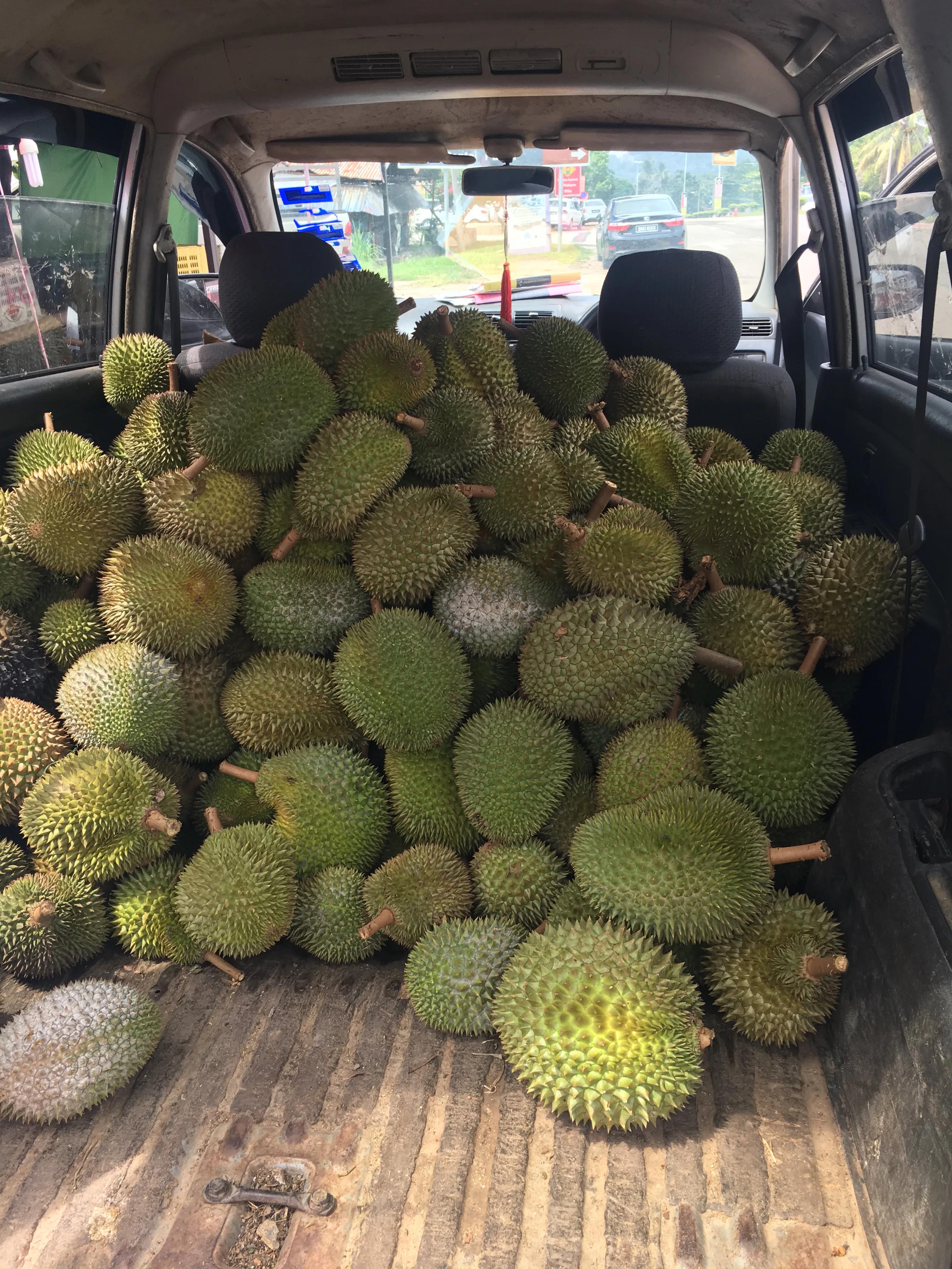 马来西亚的榴莲树多少钱一棵,马来西亚的榴莲产地在哪里