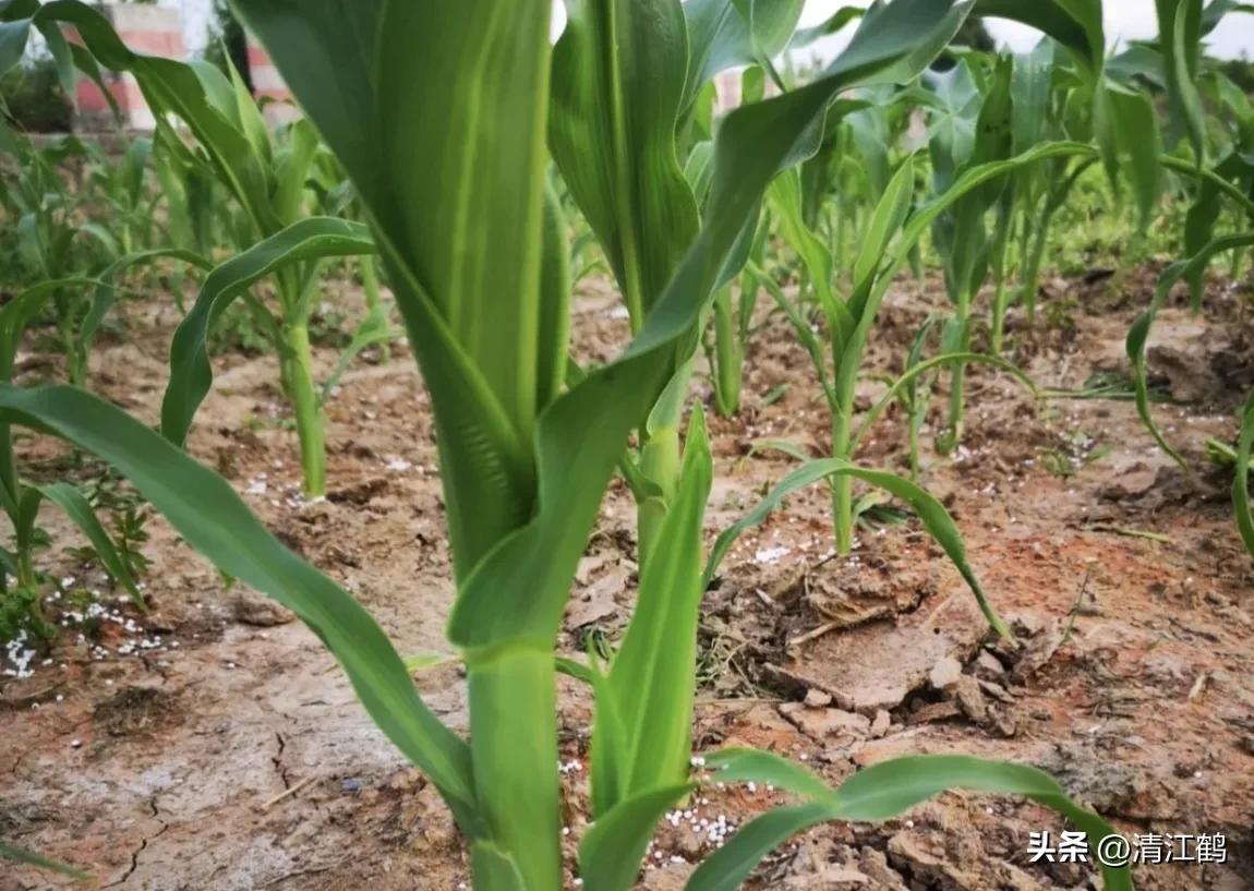 玉米除草剂药害最佳补救方法,玉米24d丁酯除草药害图片