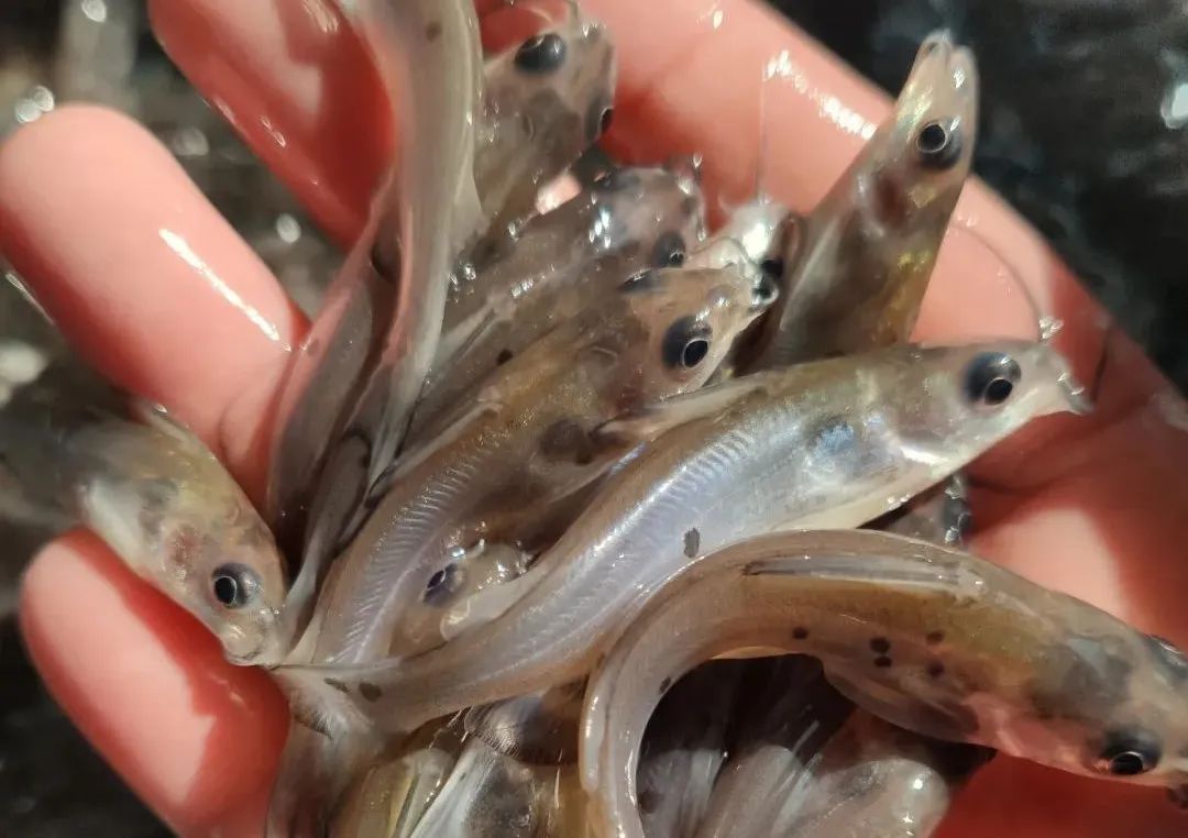 杯体虫在鮰鱼上面很常见,科学养殖塘鲺鱼苗