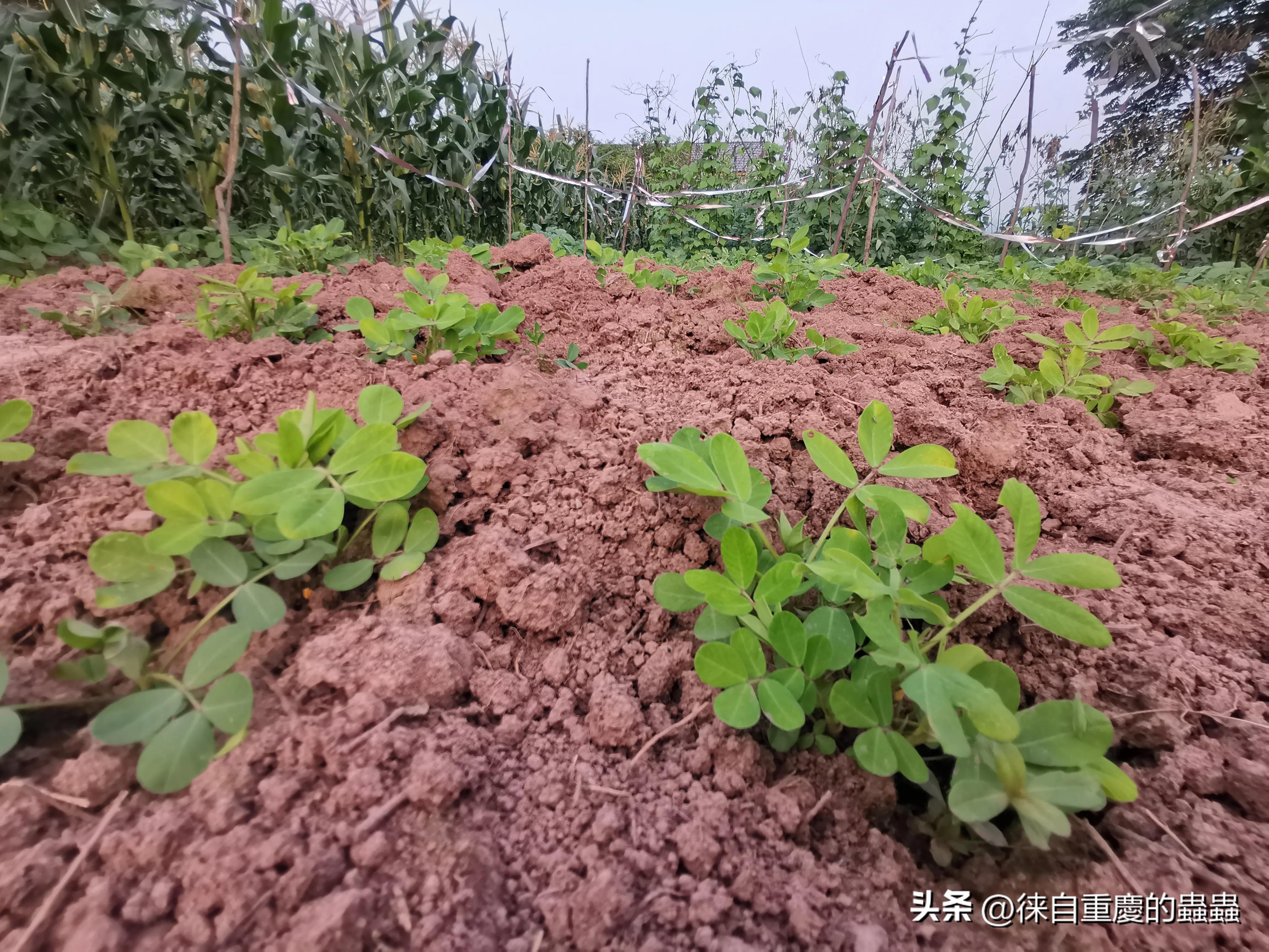 漫漫人生路——因身高矮小体育选修课成了麻烦