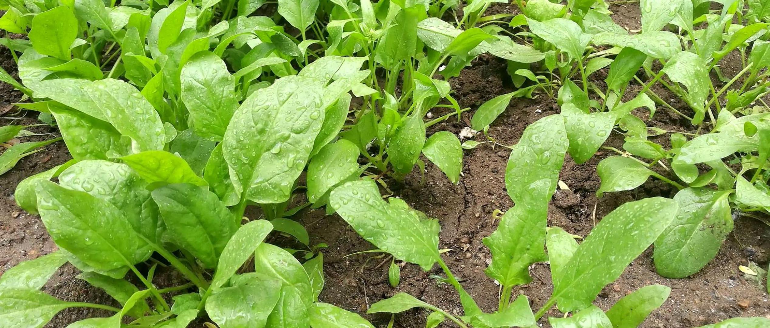 菠菜和什么吃会拉肚子,菠菜肠胃不好的人吃了会拉肚子吗