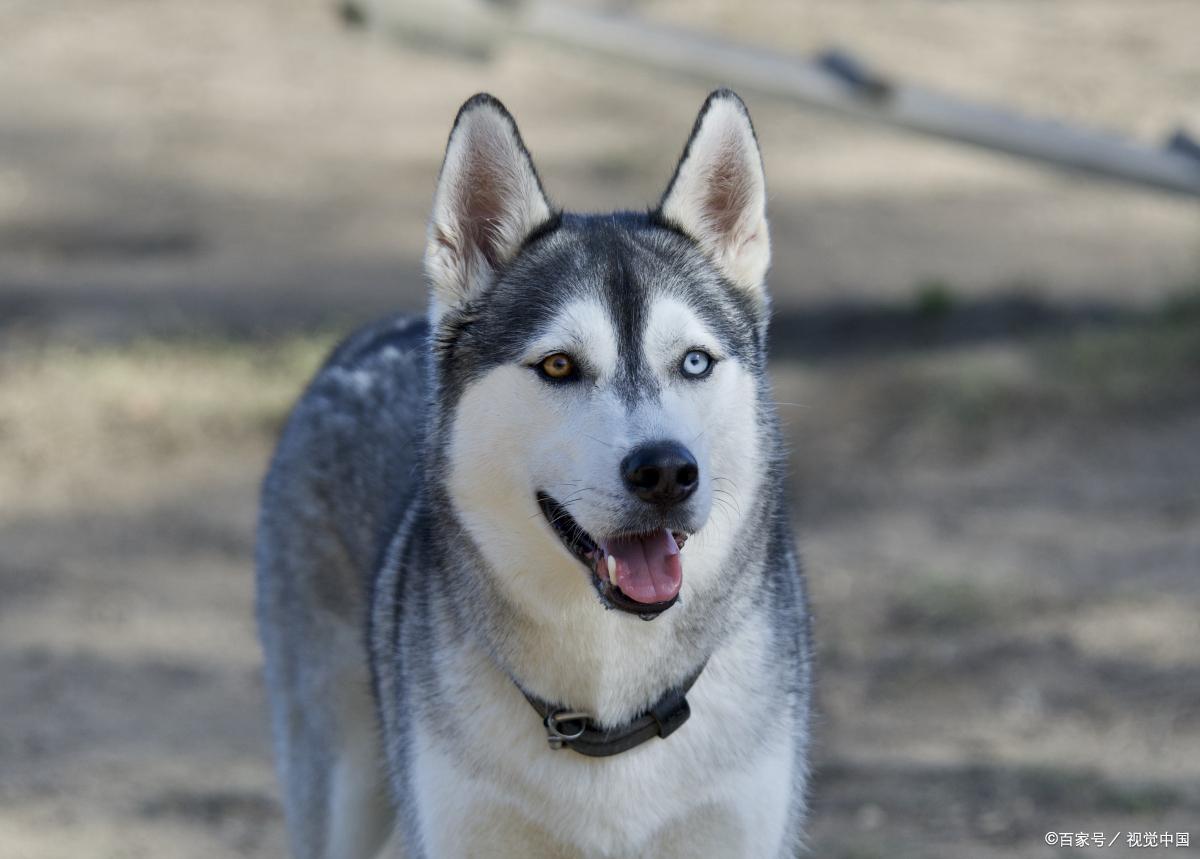 闷烧哈士奇的解说,哈士奇的介绍说明文