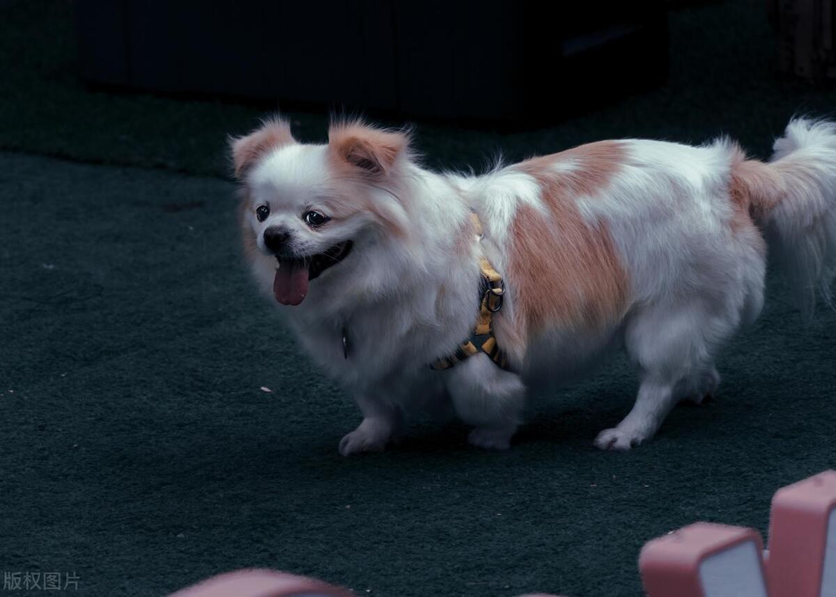 本地土狗哪些品种比较过大众一点,中国土狗都有哪些