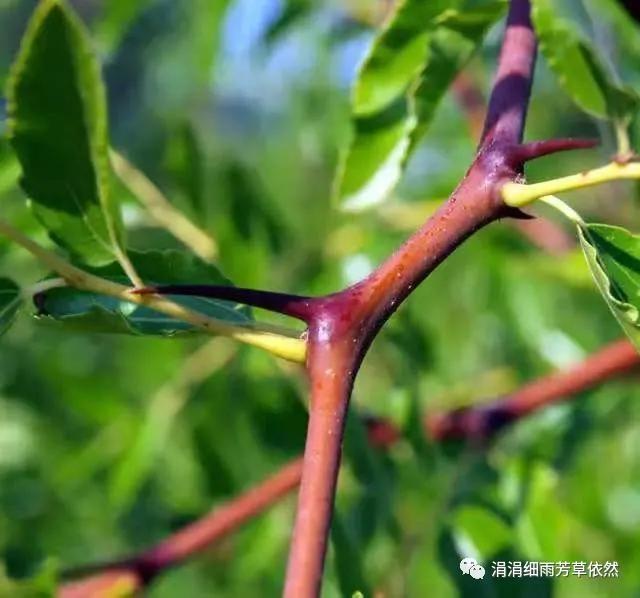 我家的枣树二年级上册阅读,我家的枣树一年级阅读理解