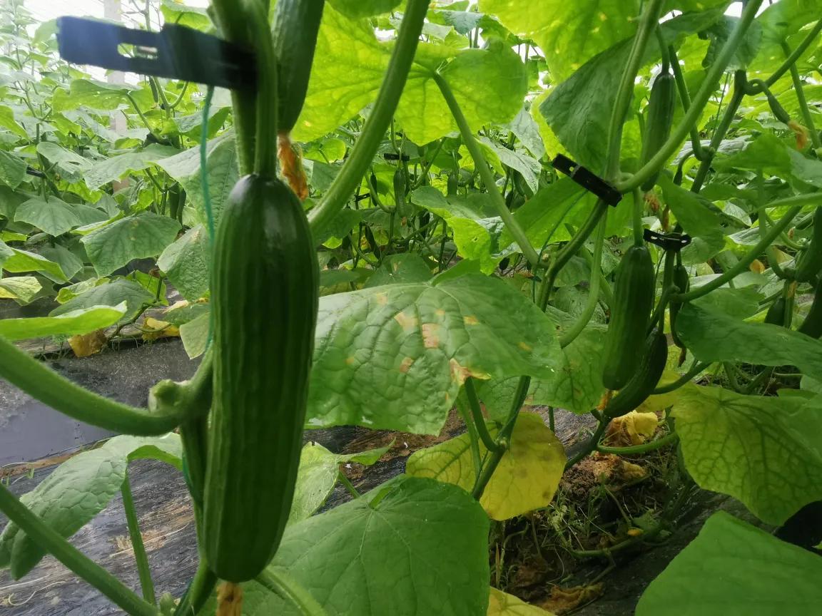 虞城县温室大棚,虞城大棚种植基地