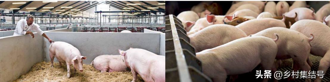 涓归害鐨囧閽荤煶鐨囧啝,涓归害鐨囧啝s绯诲垪