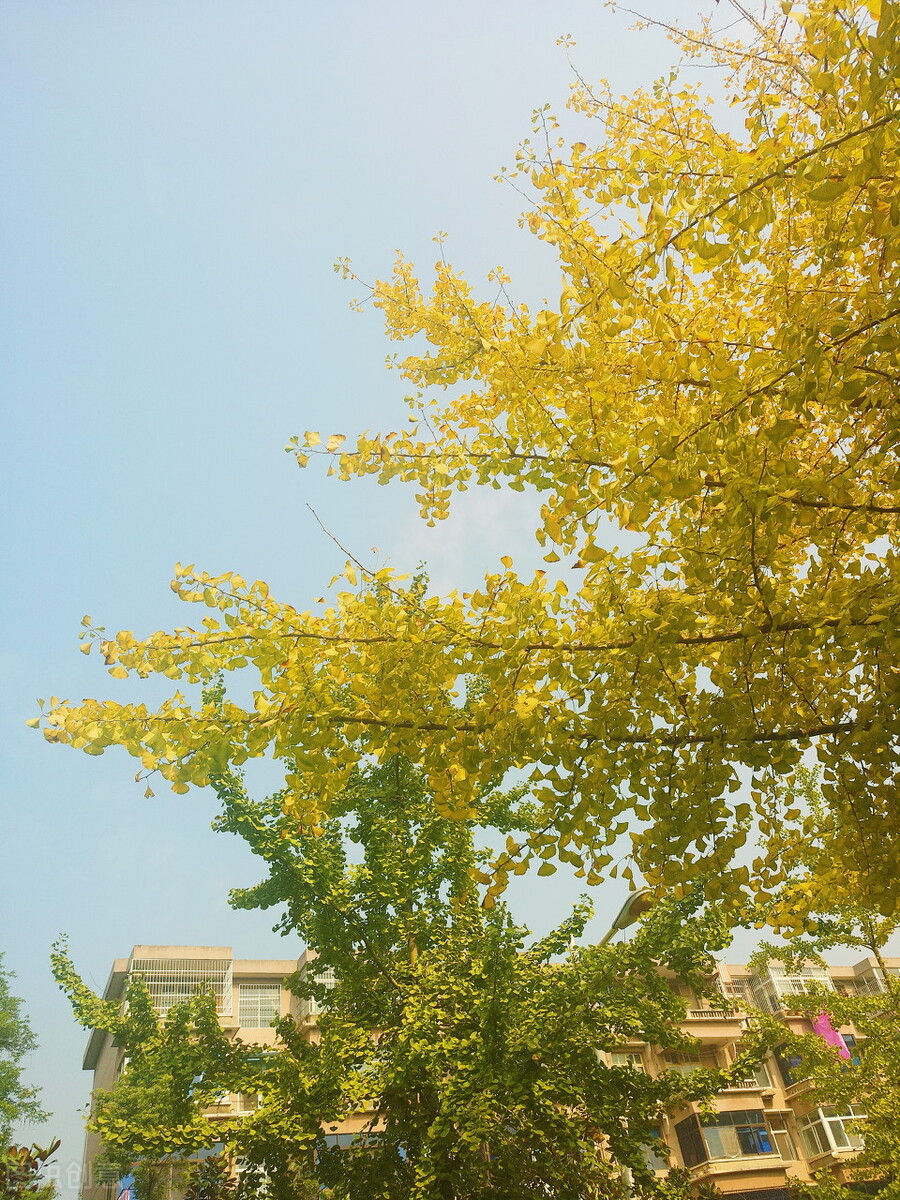 湖北理工学院继续教育学院招生网,湖北理工学院成人教育招生简章