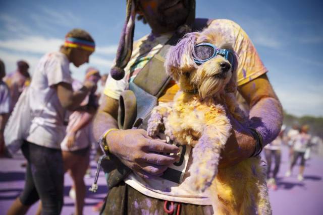 世界上最壮的牛照片,世界最壮的牛图片