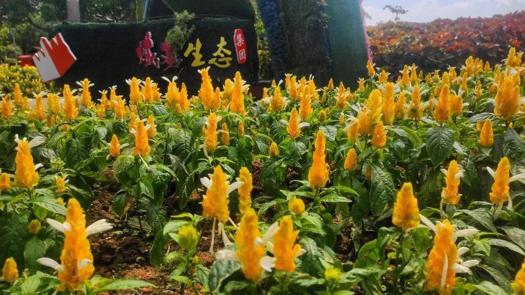 集美最值得去玩和吃的地方,厦门集美值得去的地方推荐