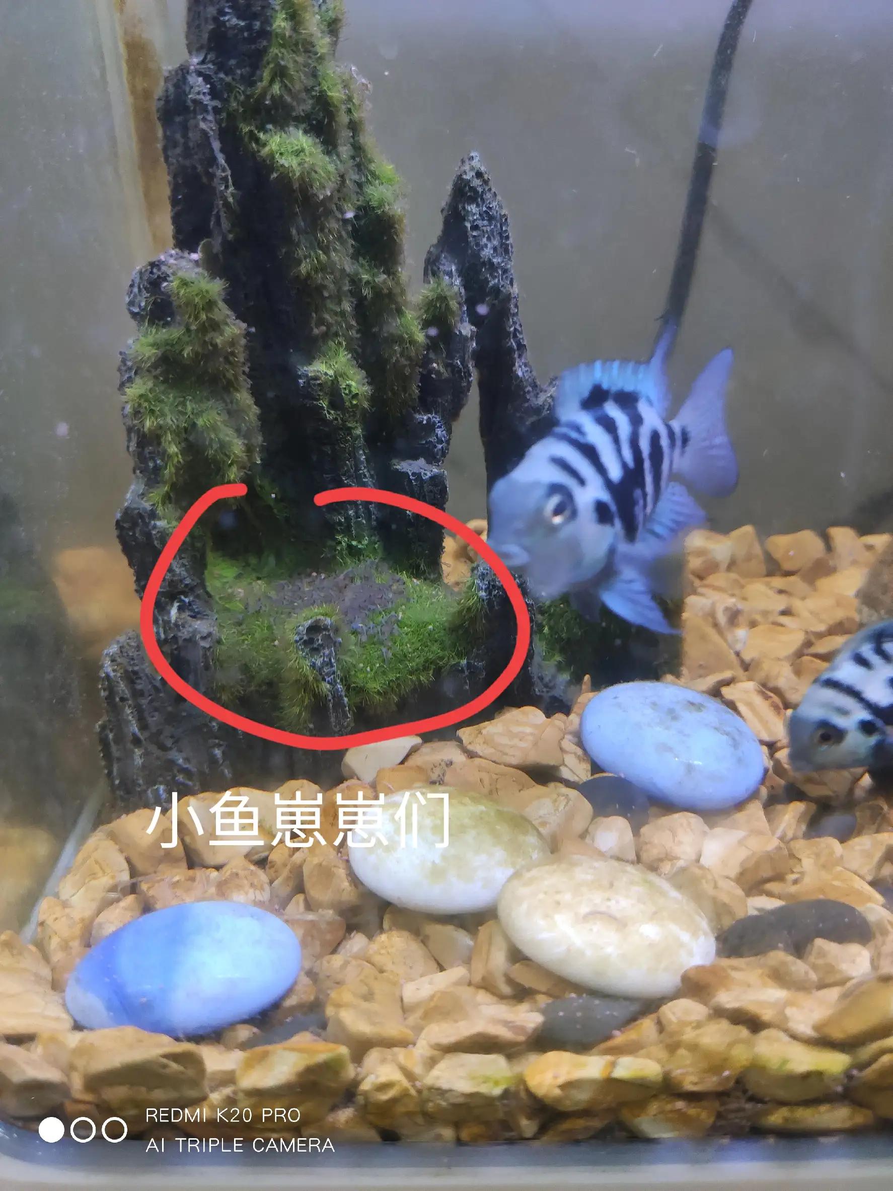 迷你鹦鹉鱼饲养温度养鱼老道,养鱼人的快乐迷你鹦鹉鱼