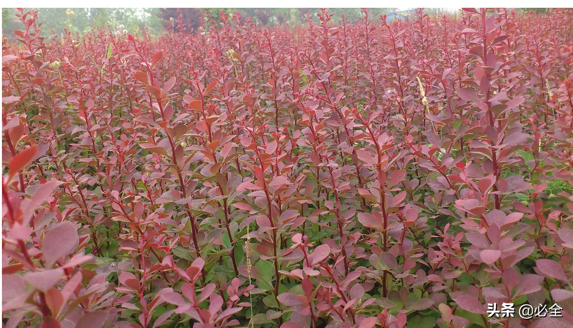 彩叶树种在园林绿化中的应用,园林绿化用彩叶树种