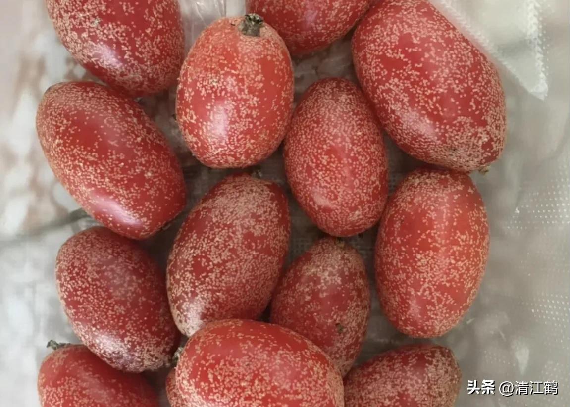 很多人没见过的奇怪生物,都没见过的奇特瓜果蔬菜