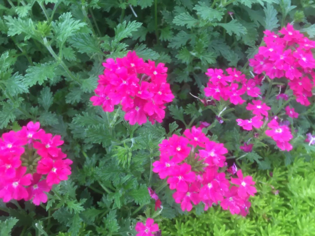 什么草花好看又好养还抗冻,好看又好养的草花名单