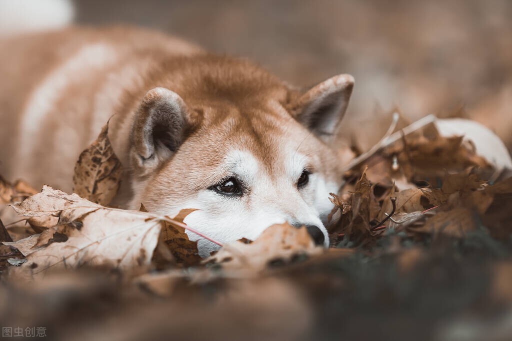 狗狗脓皮病溃烂伤口怎么处理,狗狗脓皮癣怎么治疗最有效